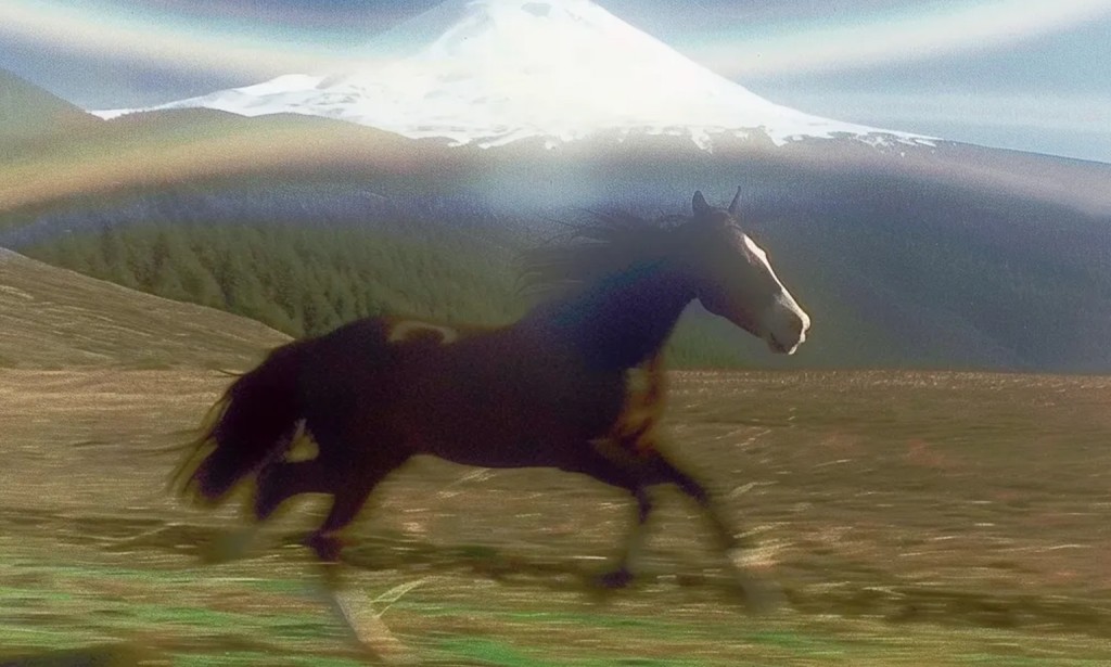 Horse: Zora’s Wild Stallion